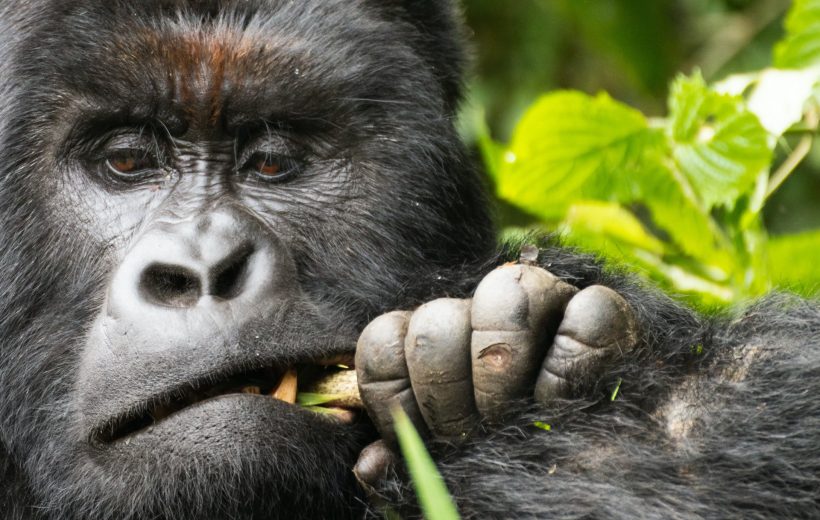 3-Days Uganda Gorilla Trekking