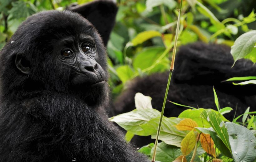11 Days Gorilla Tracking Safari