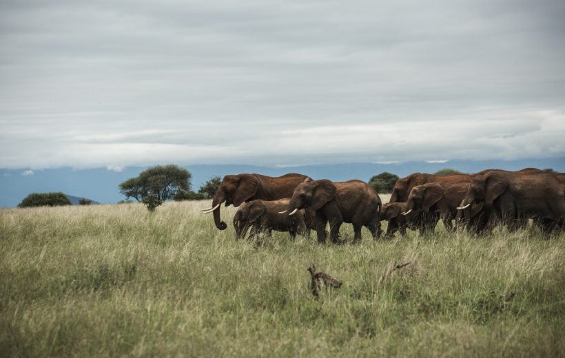 3 Days Safari (Serengeti National Park and Ngorongoro Crater)
